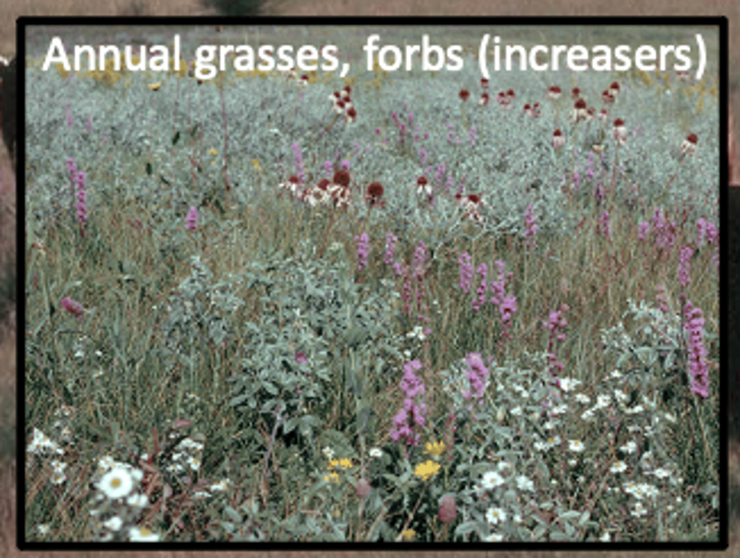<p>increase when decreasers are over grazed, less palatable than decreasers</p>