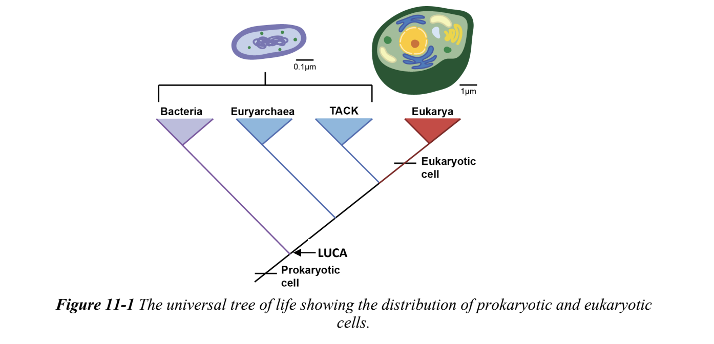 <p>most recent ancestor of all known life</p><p>last living thing that was ancestral to all known life</p><p>had features that are shared by bacteria, archaea, and eukaryotes</p>