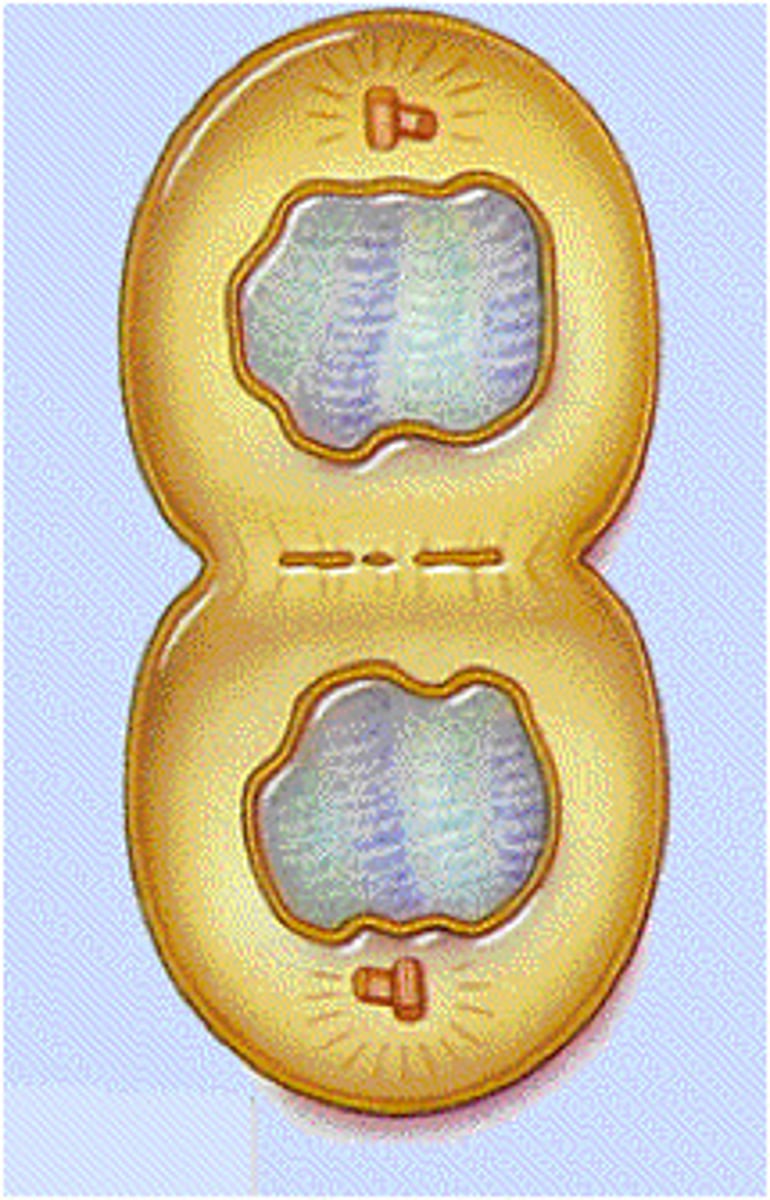 <p>The fourth and final stage of mitosis, in which nuclei are forming and cytokinesis has typically begun.</p>
