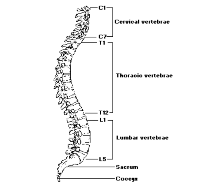 The vertebral column consists of the cervical vertebrae, thoracic, vertebrae, lumbar vertebrae, sacrum, coccyx, C1, C7, T1, T12, L1, L5