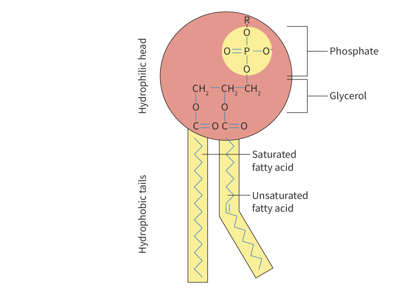 <ul><li><p>hydrophilic head and hydrophobic tail (amphipathic molecules)</p></li><li><p>head: phosphate and glycerol molecule (polar)</p></li><li><p>tail: 1 unsaturated and 1 saturated fatty acid (non-polar)</p></li></ul>