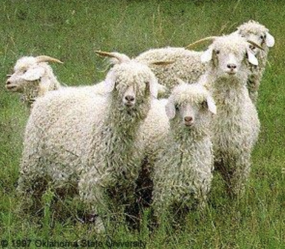 <p>Angora - Fiber Type</p>