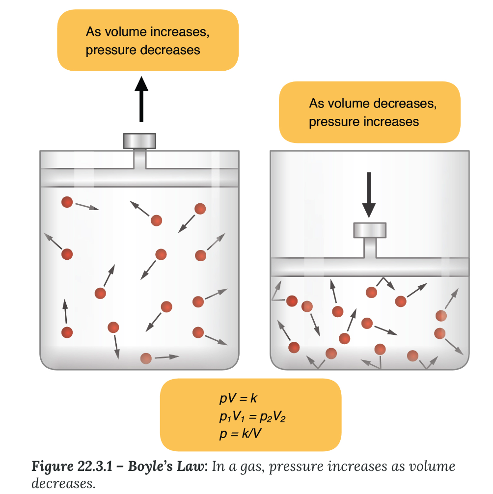 <p><strong>Boyle’s Law</strong></p><ul><li><p>describes the relationship between volume and pressure in a gas at a constant temperature</p></li><li><p>pressure of a gas is _____ proportional to its volume (<em>P</em> = k/<em>V</em>)</p><ul><li><p>↑ volume, ↓ pressure</p></li><li><p>the pressure in the 1L container (1/2 the volume of the 2L container) would be 2X the pressure in the 2L container</p></li></ul></li></ul>