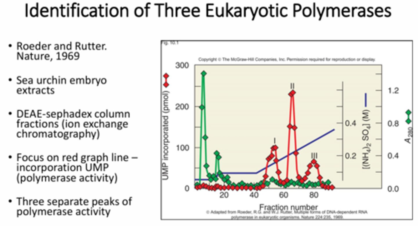 <p>Sea urchin embryo nuclear extracts were fractionated using DEAE-Sephadex ion columns and assayed using UMP for RNA incorporation. Three peaks of polymerase activity were seen. Further study illustrated RNA pol I nucleolar localization and RNA II and II nucleoplasm localization</p>
