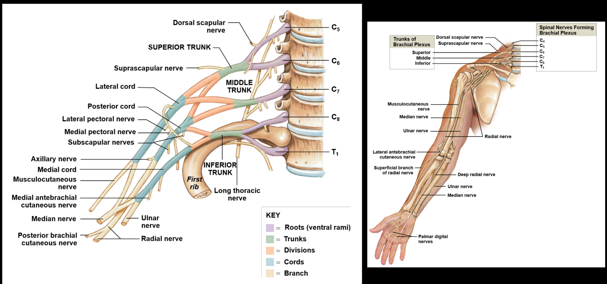 <p>Includes the ventral rami of C5-T1; serves to innervate the arm</p>