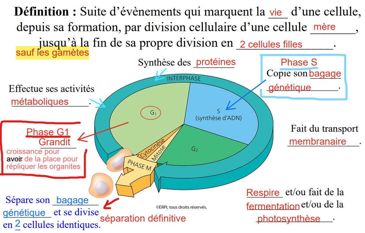 <p>se produit la mitose et la cytocinèse</p><p>Sépare son bagage génétique et se divise en 2 cellules identiques.</p>