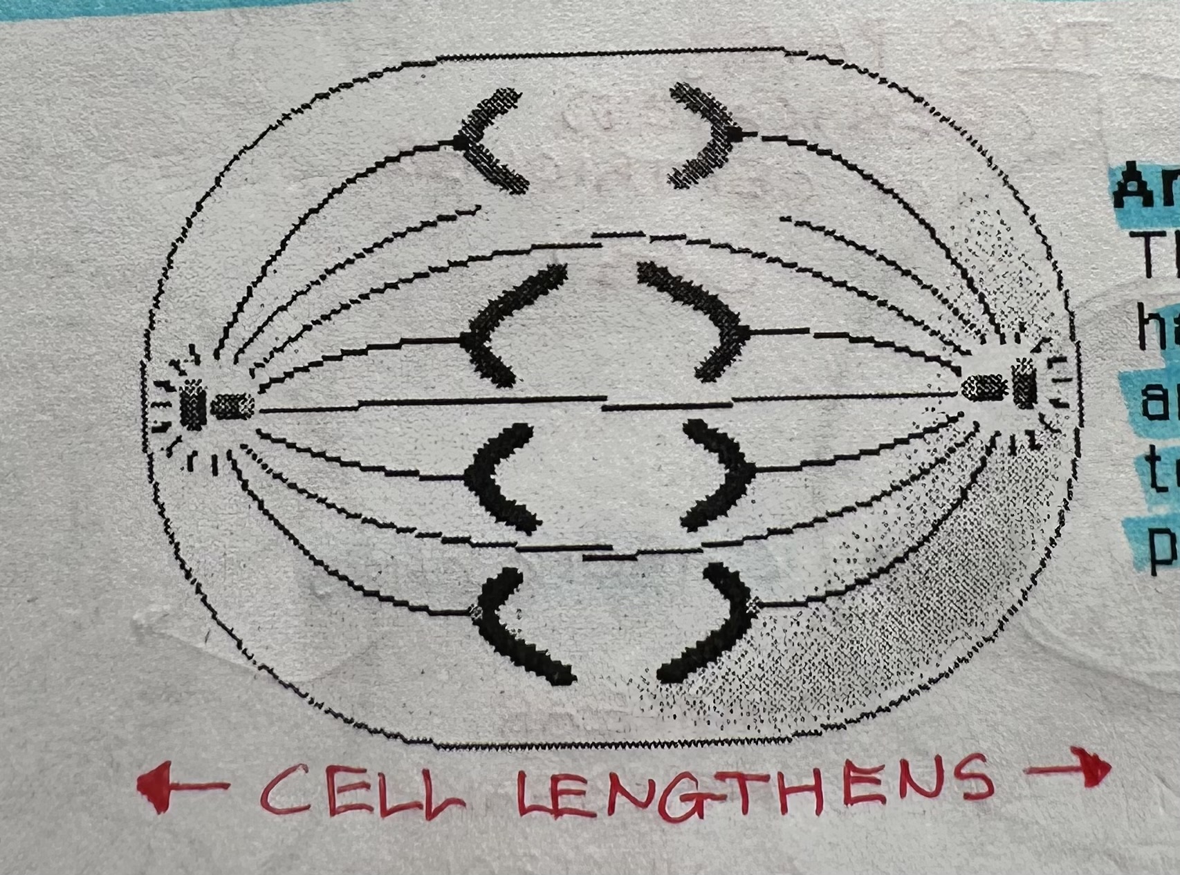 <p>3rd stage of mitosis</p><p>Shortest phase (few minutes)</p><p>begins w/ seperation of CENTROMERES then seperation of SISTER CHROMATIDS.</p><p>By spindle fibers shortening, pulling the chromatids apart at the centromere. </p><p>Cell lengthens as other spindle fibers lengthen.</p><p>Ends when chromosomes stops.</p><p>Results in complete set of chromosomes at opposite ends of the cell (pole).</p>