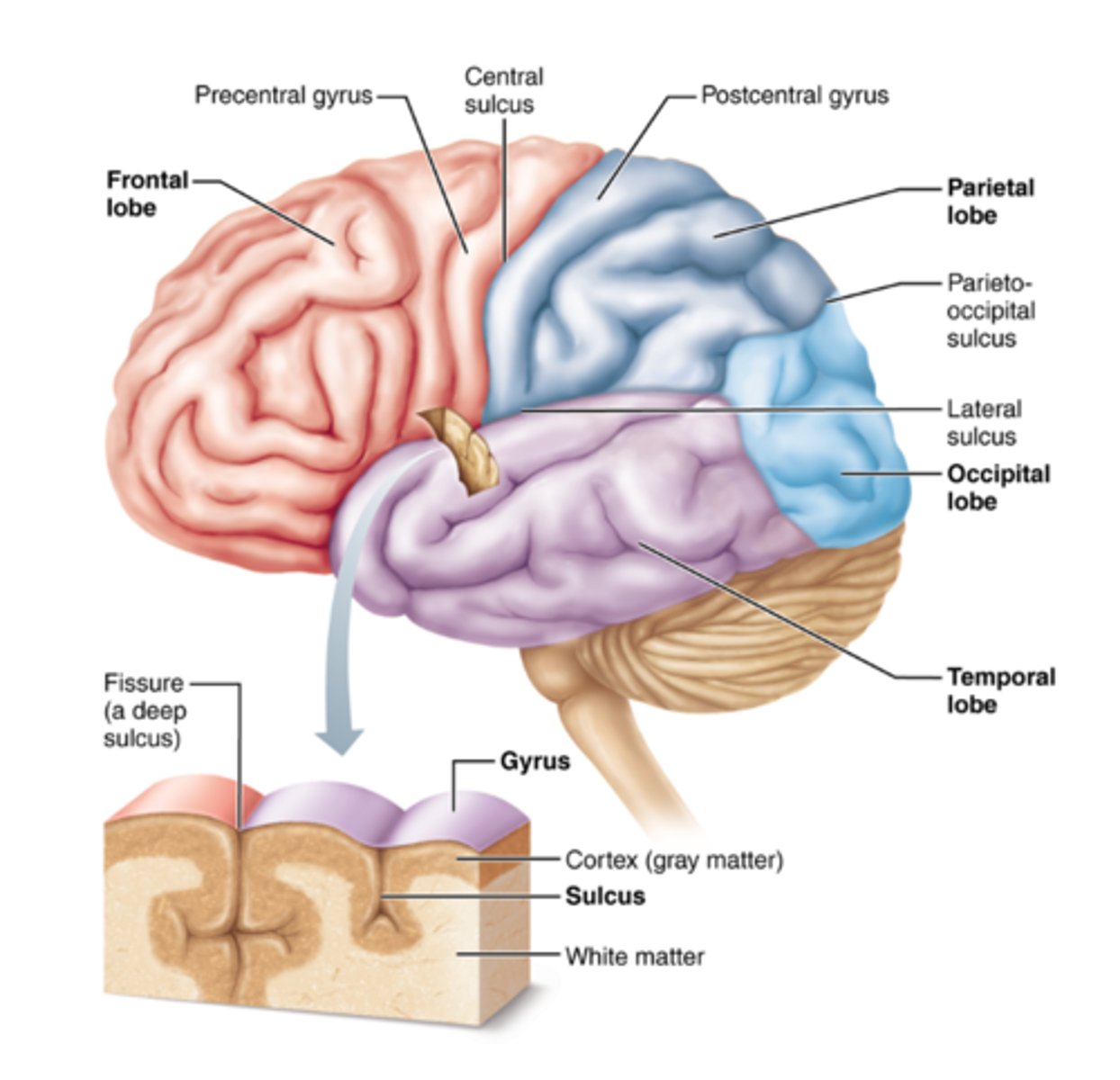 <p>Location:</p><p>Lies in front of the central sulcus (in the frontal lobe).</p><p>Function:</p><p>- Known as the primary motor cortex.</p><p>- Controls voluntary muscle movements — each region corresponds to a specific part of the body (motor homunculus).</p>