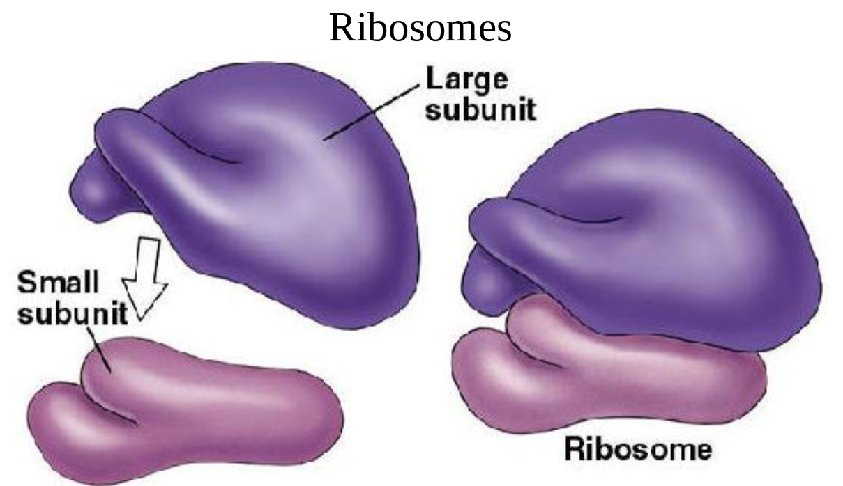 <p>1 large 1 small, made up of rRNA and protein</p>
