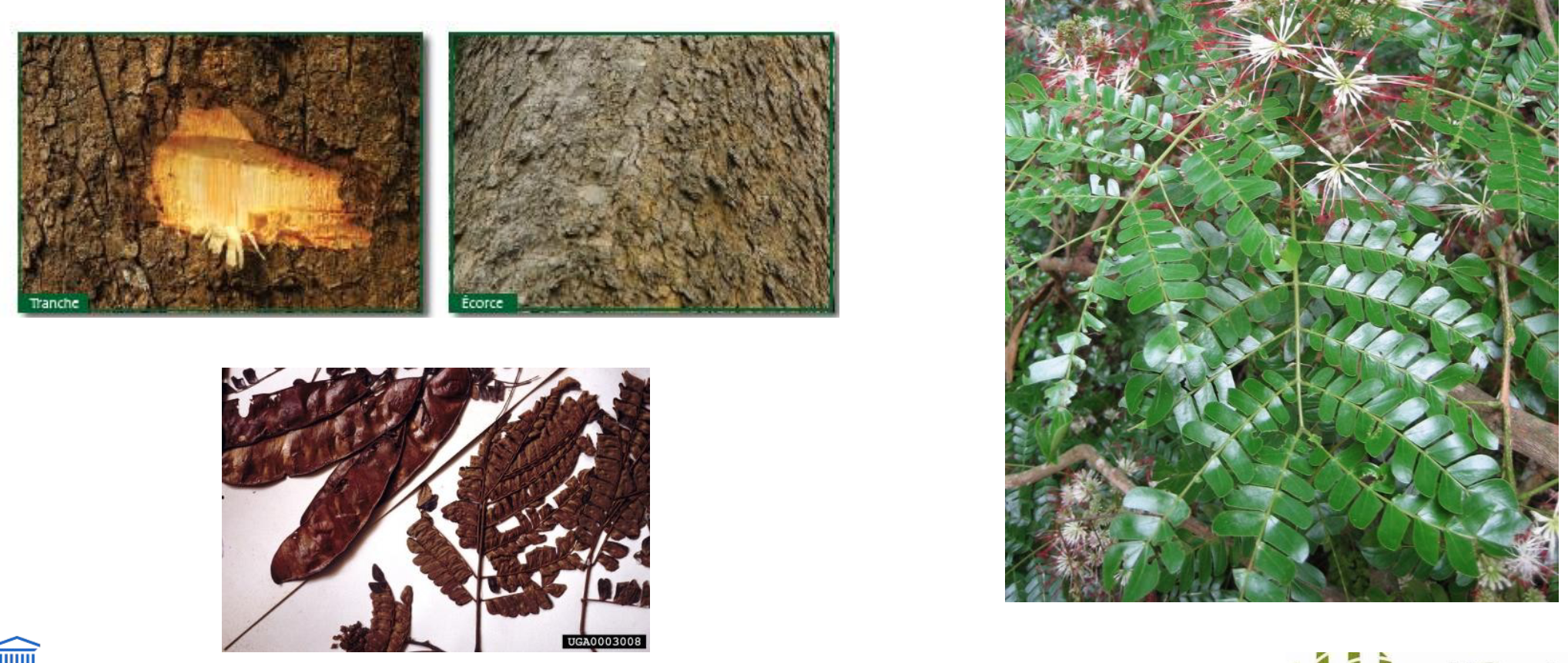 <p>A long-lived pioneer tree featuring a flattened crown, used less for timber but more for its wood in joinery.</p>