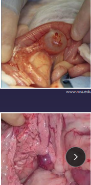 <p><span>Diseases of the pancrease</span></p>