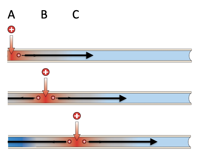 <p>Unmyelinated → only active, slower</p>