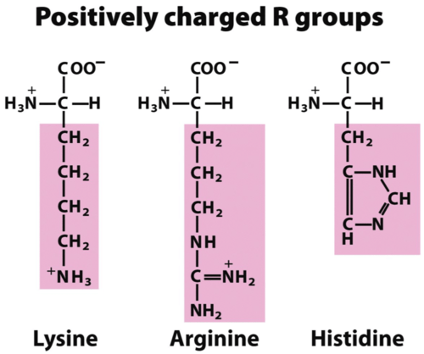 <p>Contain R groups with a negative or a positive charge</p><p>Form ionic bonds between negatively and positively charged amino acids</p><p>Hydrophilic</p>