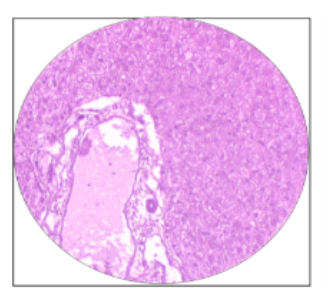 <p>What is this the histology of?</p>