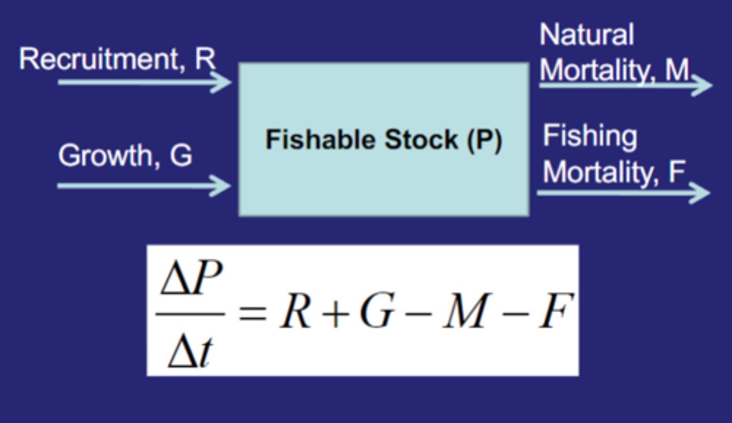 <p>Gains</p><p>- Recruitment R</p><p>- Growth G</p><p>Losses</p><p>- Natural mortality M</p><p>- Fishing mortality F</p>