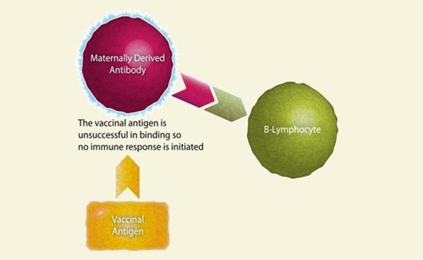 <p>Ways MDAs inhibit effective vaccination response.</p>