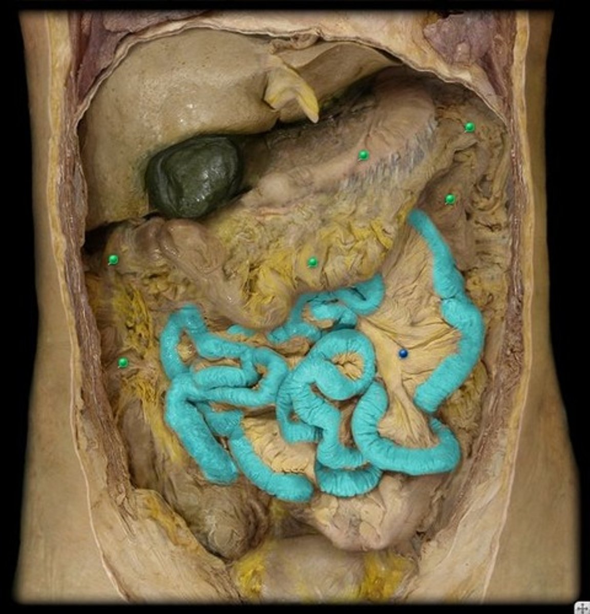 knowt flashcard image