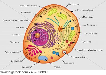 <p>Ribosomes Protein Synthesis </p>