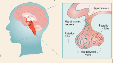 <p>“The Master Gland’ that regulates the other glands.</p>