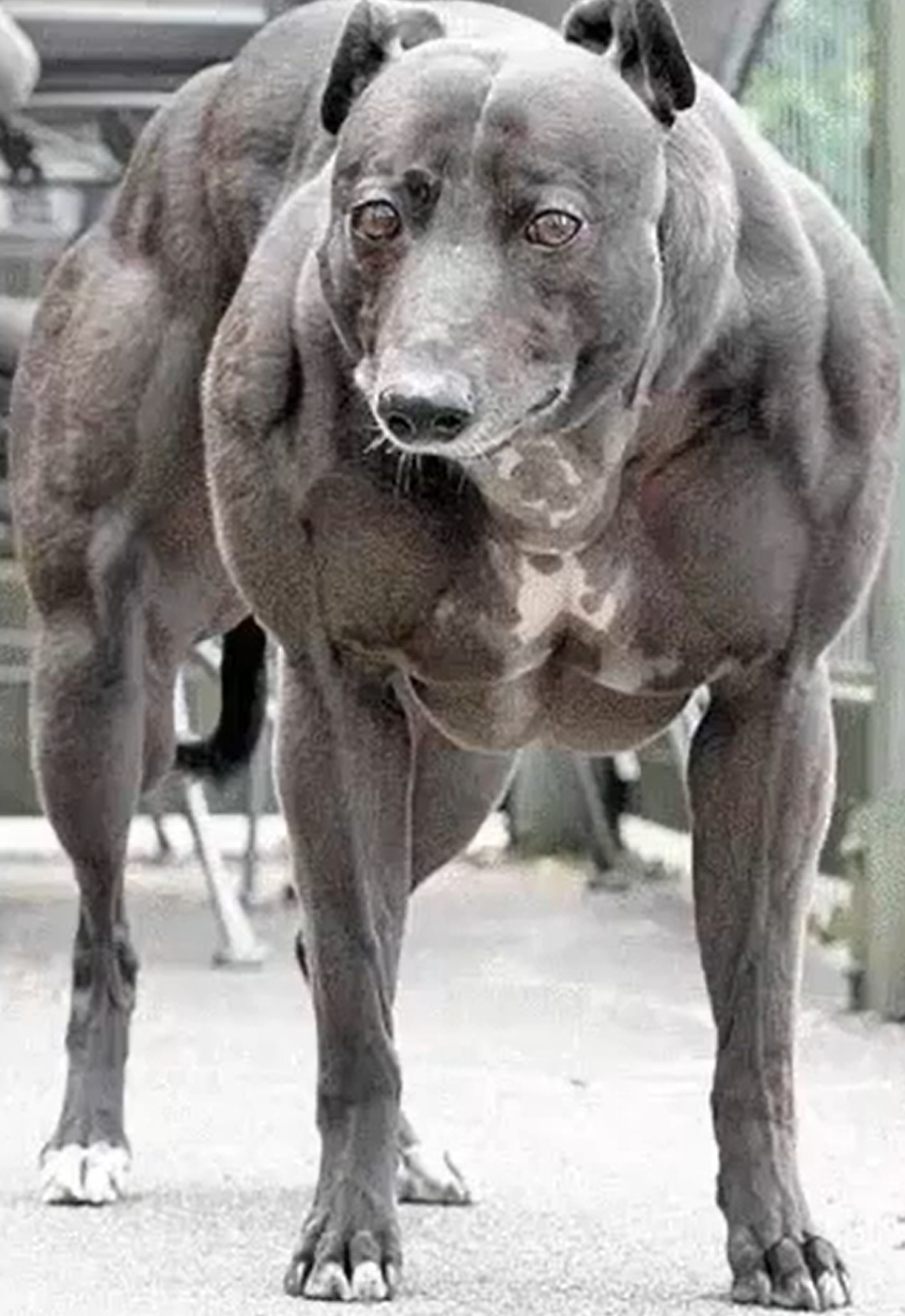 <p>Dog. Cause. </p>