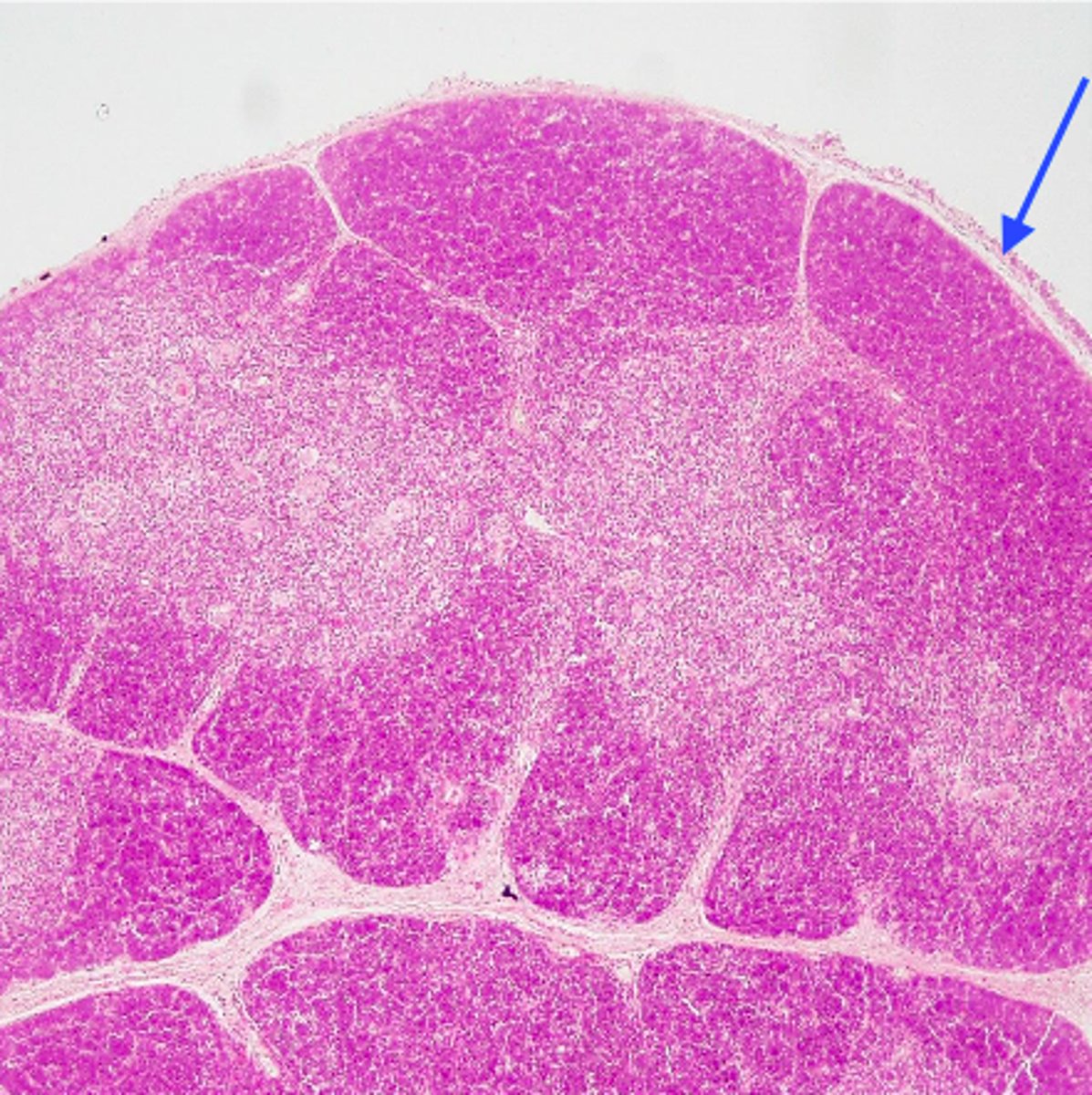 <p>Gland in the thoracic cavity above the heart where T lymphocytes mature.</p>