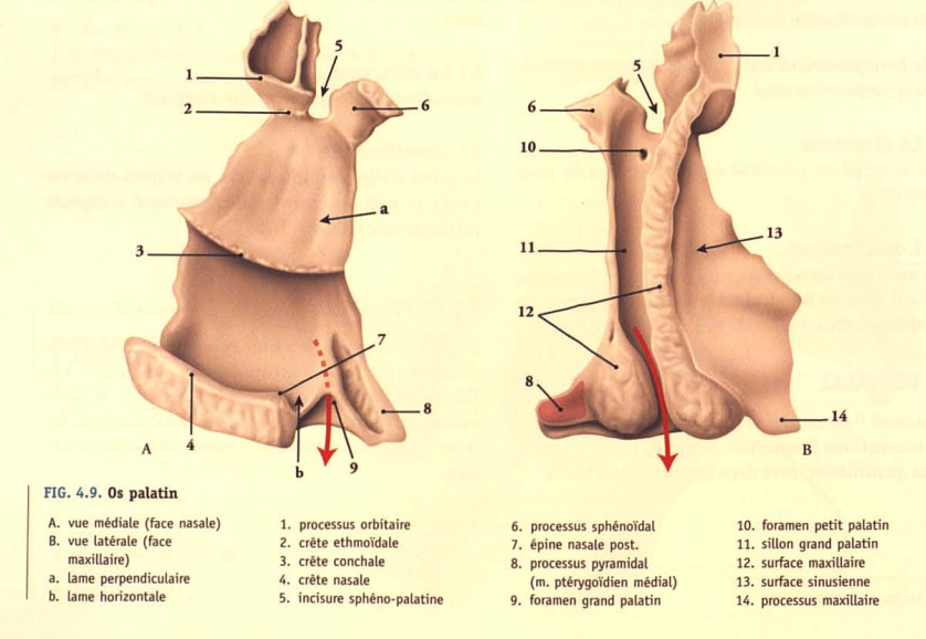 <p>Os paire en forme d’un L, formé de deux lames, une verticale et une horizontale décrivant un angle droit.</p><p>- la lame horizontale présente : avec une face supérieure nasale et une face inférieure palatine: le processus nasal </p><p>- la lame verticale présente trois processus deux faces médiale et latérale</p><p>- le processus inférieur : processus pyramidal et deux processus supérieurs, l’un orbitaire creusé d’une cavité et l’autre sphénoïdal.</p><p>- face médiale, présente la crête conchale qui s’articule avec le cornet nasal inférieur, et la crête ethmoïdale </p><p>- face latérale, présente le grand sillon palatin qui forme avec son homologue du maxillaire le canal palatin (passage aux nerfs palatins antérieurs et l’artère palatine descendante).</p>