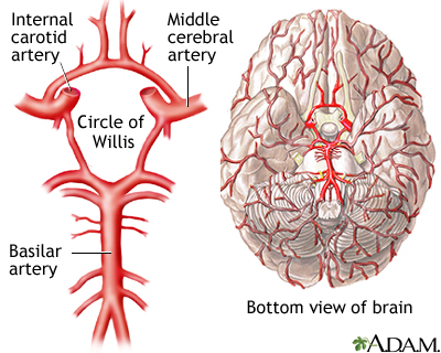 <ul><li><p>The Circle of Willis</p><ul><li><p>A ring of arteries at the base of the brain</p></li><li><p>Connects the anterior (internal carotid arteries) and posterior (vertebral/basilar) arteries circulations </p></li><li><p><span style="background-color: oklch(0.9902 0.004 106.47); color: oklch(0.3039 0.04 213.68);"><span>Provides alternative routes that blood can take through backup vessels when a primary artery is blocked or narrowed (</span></span>occlusion<span style="background-color: oklch(0.9902 0.004 106.47); color: oklch(0.3039 0.04 213.68);"><span>), preventing oxygen deprivation (</span></span>ischemia<span style="background-color: oklch(0.9902 0.004 106.47); color: oklch(0.3039 0.04 213.68);"><span>) and potential stroke damage to brain tissue</span></span></p></li></ul></li></ul><p></p>