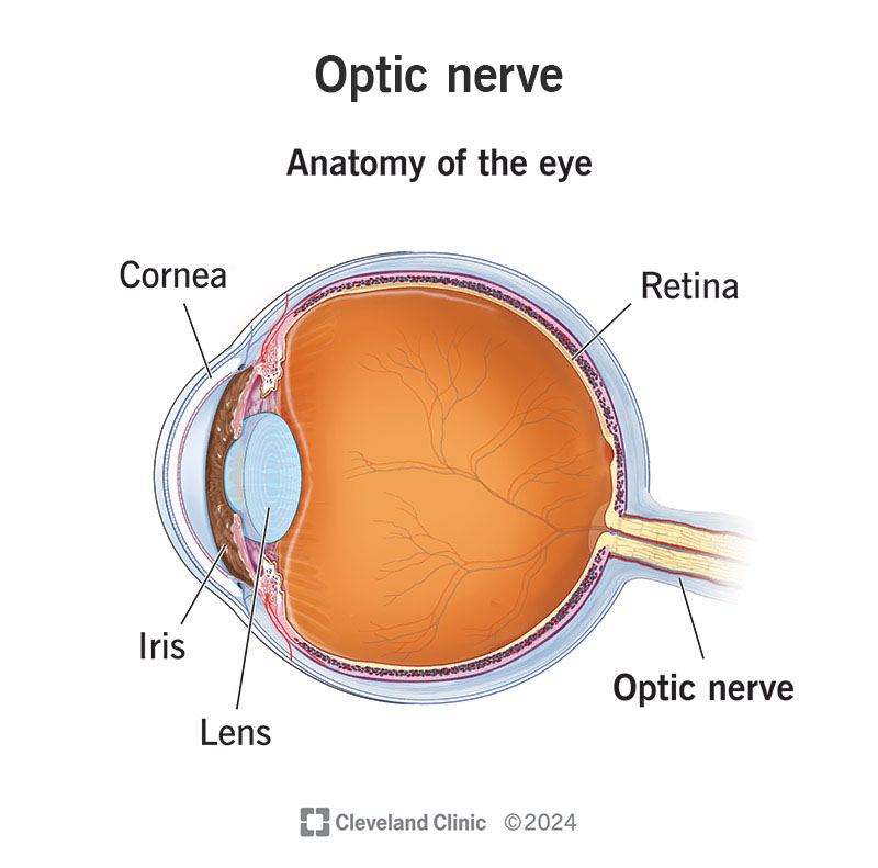 <p>transparent structure w/in eye that changes shape to focus light onto the retina, allowing for clear vision at different distances (acts like lens in camera to focus images on light-sensitive part of the eye)</p>