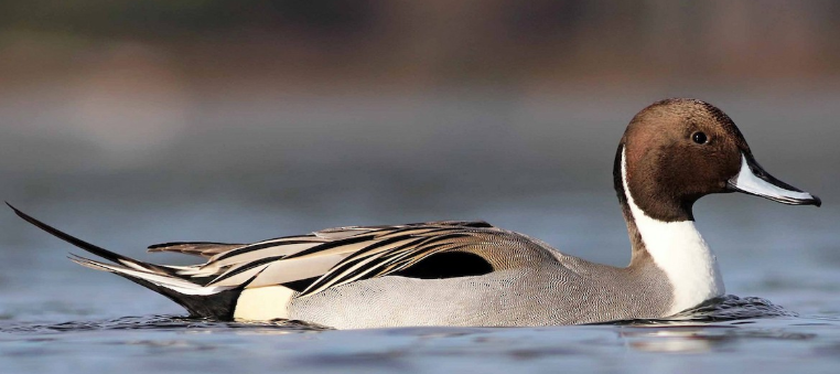 <p>What bird is this? </p>