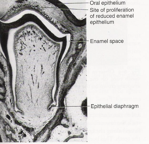 <p>It contacts and fuses with the oral epithelium</p>