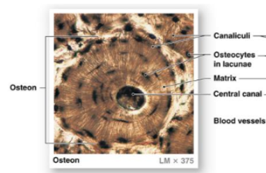 <p><span><span>tiny, microscopic channels found in bone tissue. They connect the osteocytes (bone cells) housed in lacunae to each other and to blood vessels. </span></span></p><ul><li><p><span><span>lets nutrients, oxygen, and waste products move between blood and bone cells.</span></span></p></li></ul><p></p>