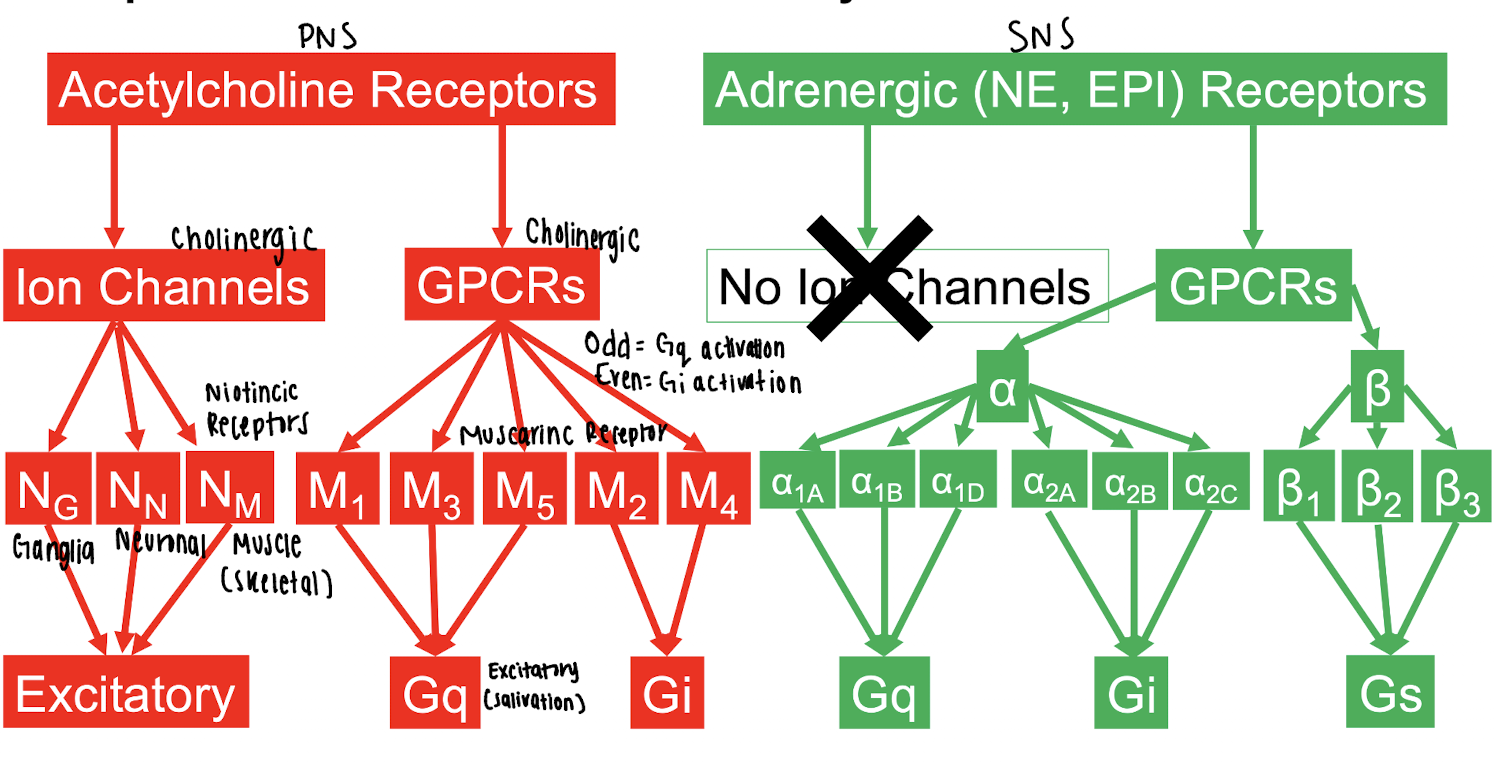 <p>Alpha (α2) receptors: (SNS)</p>