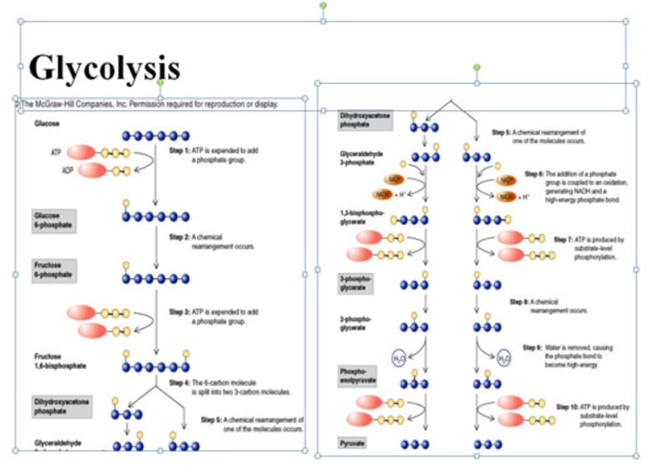 <p>Anaerobic process in the cytoplasm, converting glucose to pyruvate, producing ATP and NADH</p>