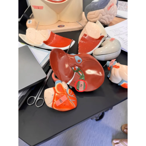 term image