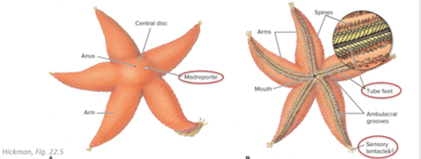 <p>madreporite allows water in, flows through stone canal to ring canal and then to the radial canals, then lateral canals, which connect with tube feet operated by ampullae</p>