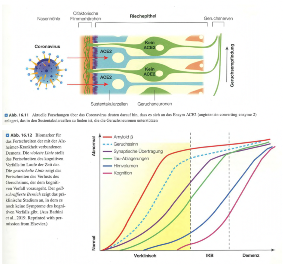 <p class=""><span data-name="brain" data-type="emoji">🧠</span><strong> Kurzfassung:</strong><br>Der <strong>Verlust des Geruchssinns (Anosmie)</strong> tritt bei <strong>COVID-19</strong>, <strong>Alzheimer</strong> und im Alter auf. Er dient als <strong>diagnostischer Hinweis</strong>, kann <strong>frühzeitig auf neurodegenerative Erkrankungen</strong> hindeuten und ist mit <strong>erhöhtem Sterberisiko</strong> verbunden.</p><div data-type="horizontalRule"><hr></div><p class=""><span data-name="clipboard" data-type="emoji">📋</span><strong> Langfassung:</strong></p><ul><li><p class=""><strong>COVID-19:</strong></p><ul><li><p class="">Anosmie ist ein <strong>häufiges Frühsymptom</strong>, teils <strong>zuverlässiger als Fieber</strong> zur Diagnose.</p></li><li><p class="">Das Virus befällt <strong>Sustentakularzellen</strong> (Stützzellen) in der Riechschleimhaut, <strong>nicht direkt die Riechneuronen</strong>.</p></li></ul></li></ul><p class=""></p><ul><li><p class=""><strong>Alzheimer:</strong></p><ul><li><p class="">Geruchsverlust gilt als <strong>früher Biomarker</strong>, oft <strong>Jahrzehnte vor Gedächtnisproblemen</strong>.</p></li><li><p class="">Das <strong>olfaktorische System</strong> reagiert besonders <strong>sensibel auf neuronale Schädigungen</strong> und ermöglicht <strong>frühzeitige Diagnosen</strong>.</p></li><li><p class="">Ziel: <strong>frühe Therapieeinleitung</strong> zur Verlangsamung des Verlaufs.</p></li></ul></li></ul><p class=""></p><ul><li><p class=""><strong>Erhöhtes Sterberisiko:</strong></p><ul><li><p class="">Eine Studie zeigte: <strong>Ältere Menschen mit Anosmie</strong> haben ein <strong>dreifach erhöhtes Sterberisiko</strong> innerhalb von 5 Jahren.</p></li><li><p class="">Mögliche Gründe: <strong>Verminderte Wahrnehmung von Gefahren</strong> (z. B. verdorbenes Essen, Rauch, Gas) oder <strong>allgemeiner Gesundheitsindikator</strong>.</p></li></ul></li></ul><p class=""></p><p class=""><span data-name="point_right" data-type="emoji">👉</span> <strong>Fazit:</strong> Der Geruchssinn ist nicht nur wichtig für Genuss und Warnung, sondern liefert auch <strong>wertvolle medizinische Hinweise</strong>.</p>
