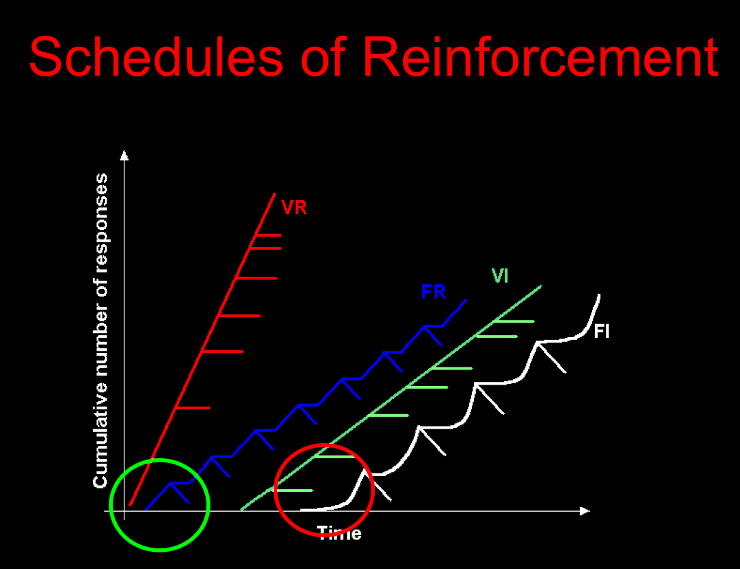 <ul><li><p>fixed-ratio schedule - when reinforcement is delivered after a specific number of responses have been completed</p><ul><li><p>FR7 = reinforcement occurs after every 7 responses</p></li><li><p>ex. being paid per product made</p></li></ul><p></p></li><li><p>variable-ratio schedule - when the number of responses required to receive reinforcement varies according to an avaerage</p><ul><li><p>VR7 = reinforcement occurs randomly, with the average being after every 7 responses</p></li><li><p>ex. frequency of winning on a slot machine</p></li></ul></li><li><p>fixed-interval schedule varies linked- when reinforcement occurs following first response happening after a set amount of time passes</p><ul><li><p>FI 5 min = 1 piece of candy for the first response after 5 minutes</p></li><li><p>ex. students study the most for an exam because they know the exam is upcoming</p></li></ul></li><li><p>variable-interval schedule - when the first response is reinforced following a variable amount of time</p><ul><li><p>VI 5 min = reinforcement occurs randomly, with the average being after 5 minutes</p></li><li><p>ex. waiting for falling stars during a meteor shower</p></li></ul></li></ul><p></p>