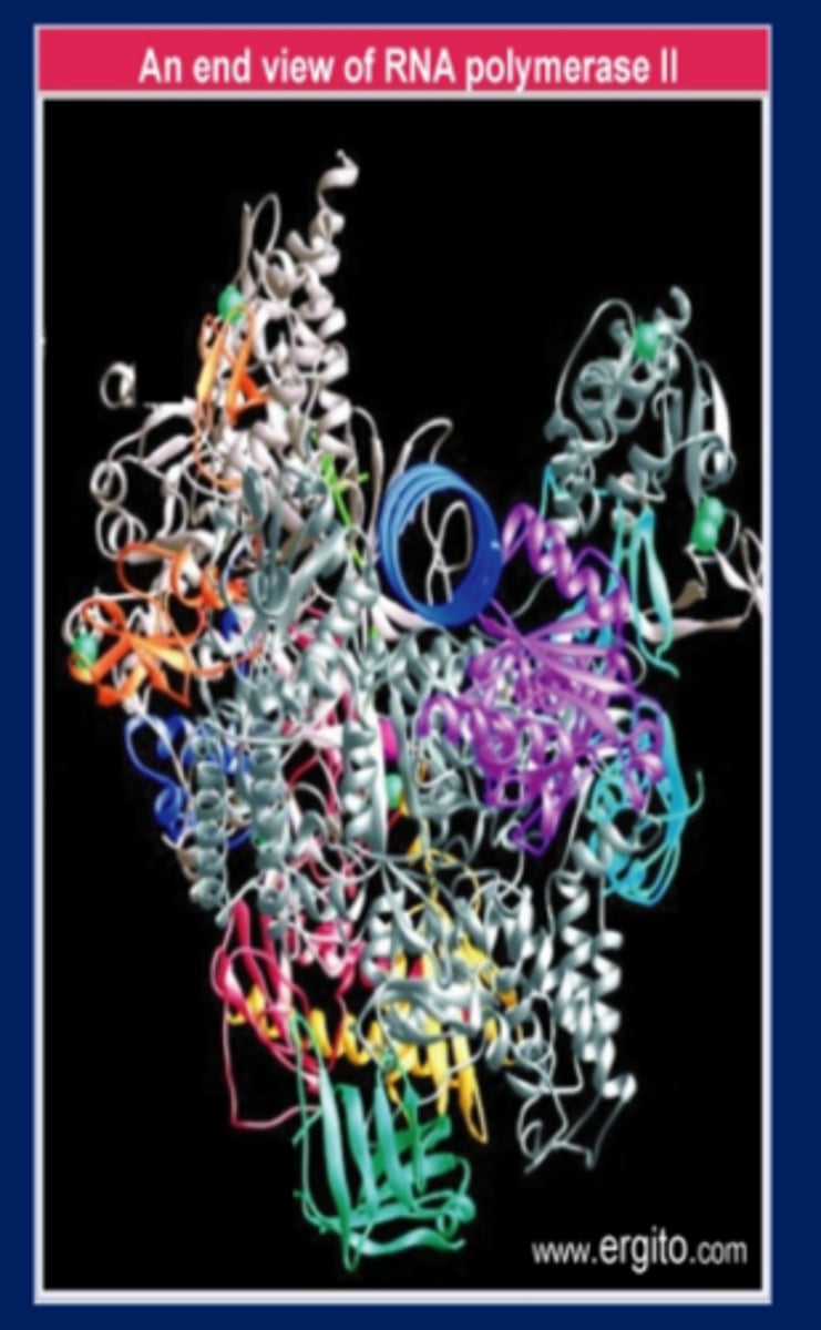 <p>The end view of the crystal structure of RNA polymerase II from yeast shows that DNA is surrounded by ~270° of protein</p>