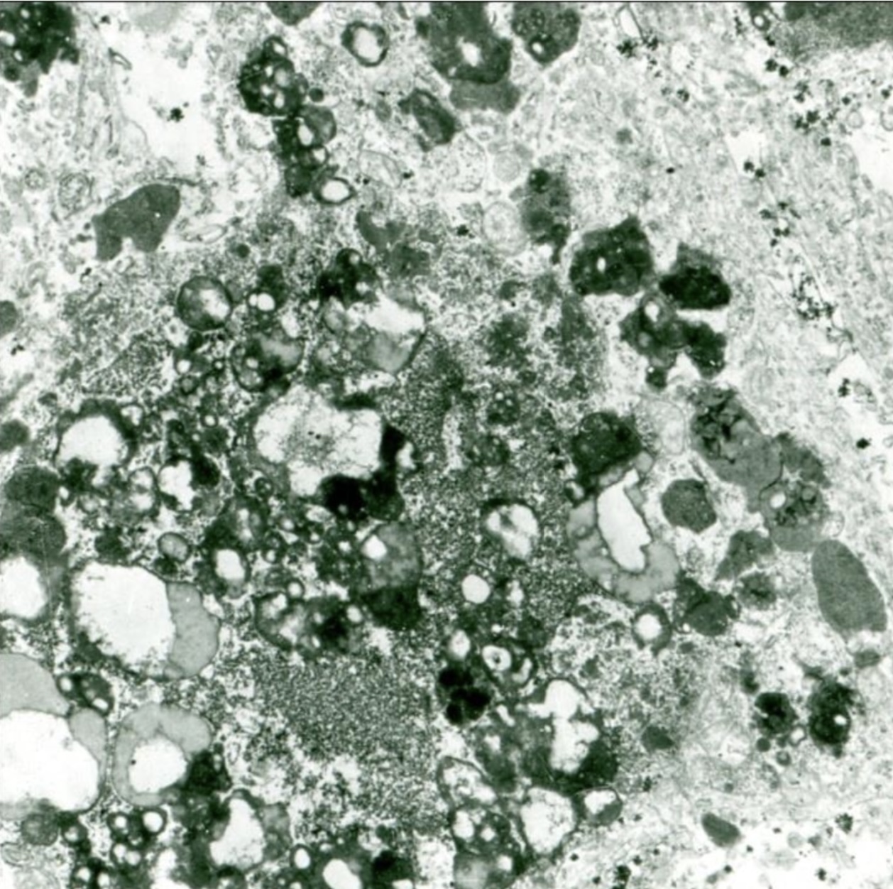 term image