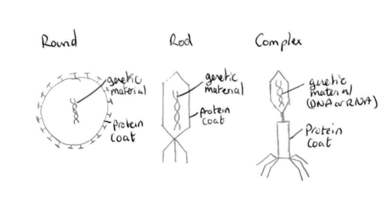 <p>Rod, round, complex</p>