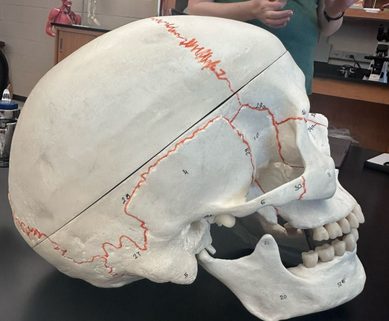 <p>What is the suture labeled 28?</p>