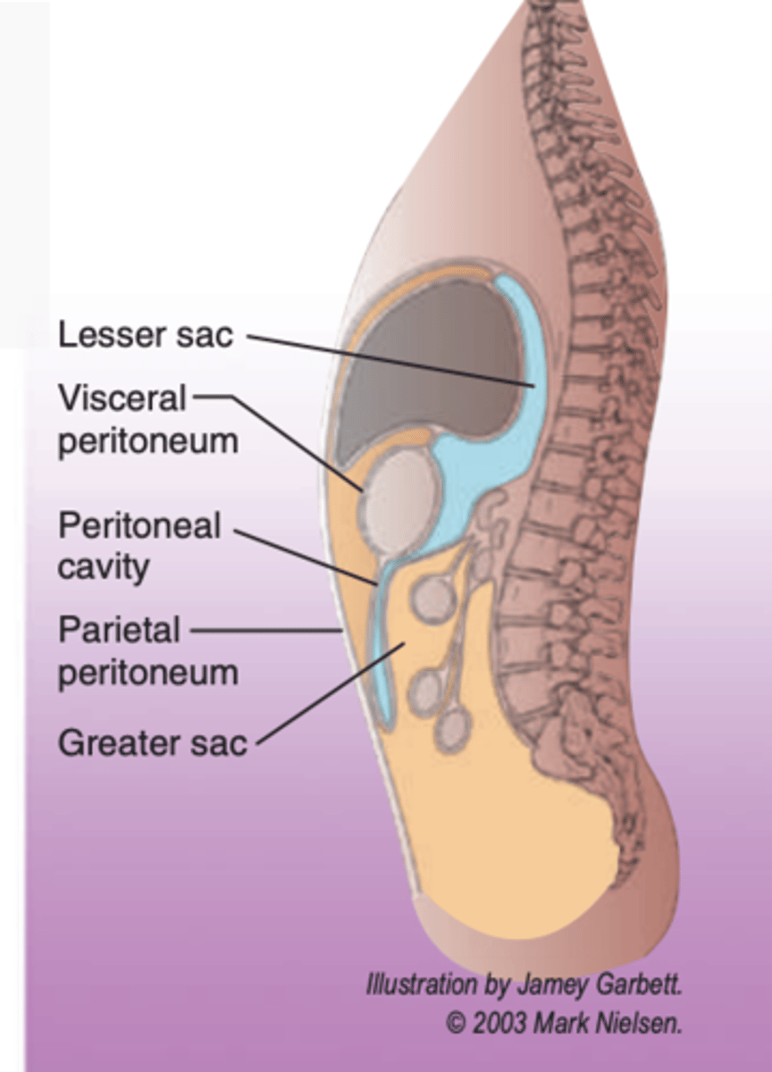 <p>portion of the peritoneum that lines the inner surface of the abdominal wall</p>