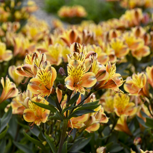 <p>Alstroemeria - Lily of the Incas, Peruvian Lily</p>