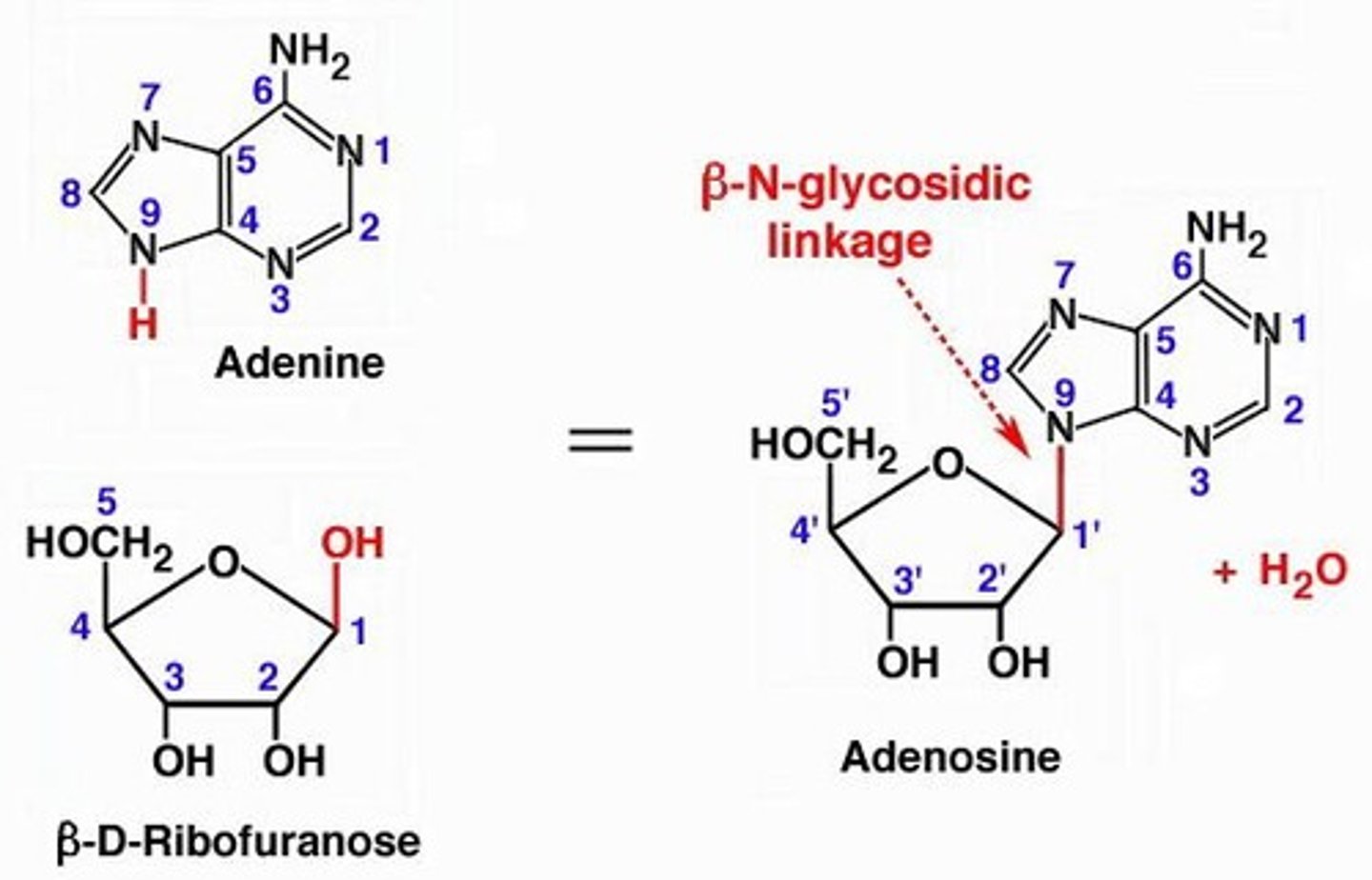 <p>The formation of the glycosidic bond is crucial for linking the nitrogenous base to the sugar in nucleotides.</p>