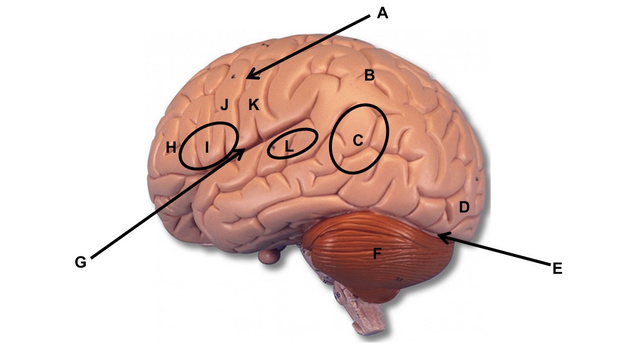<p><span>If the area labeled K was damage the individual would lose the ability to _____.</span></p>