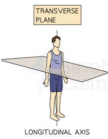 <p>Longitudinal (Anteroposterior) axis</p>
