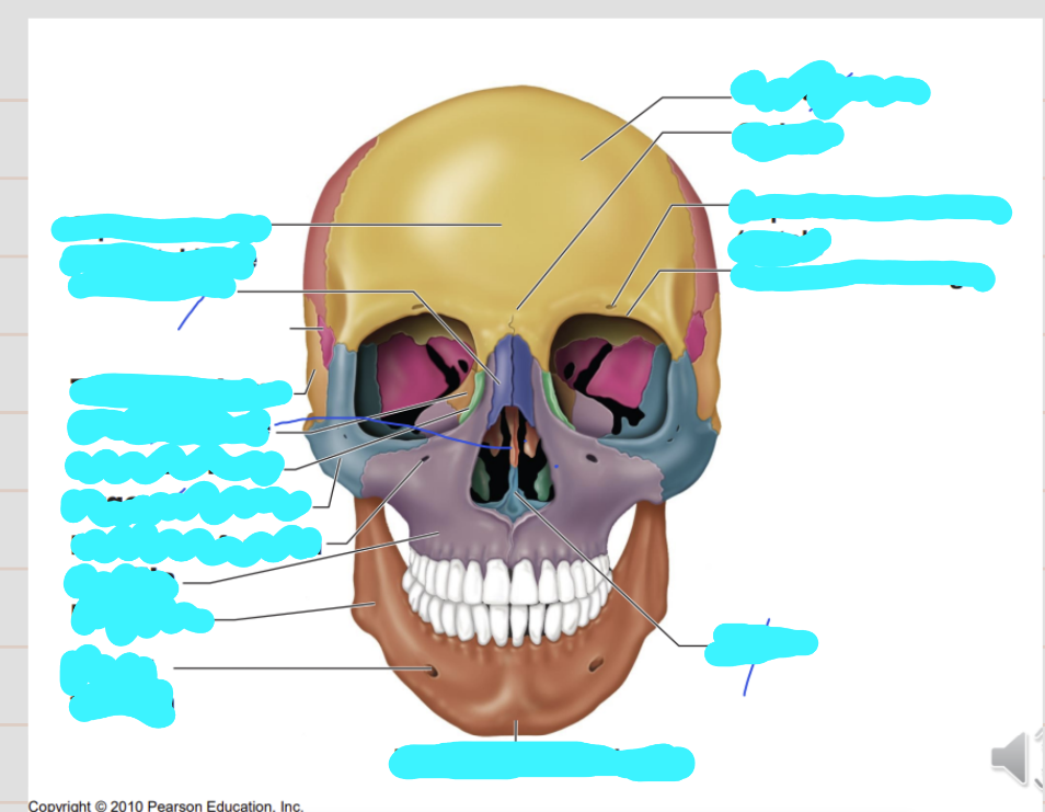 <p>Name these aspects of the skull (anterior view)</p>