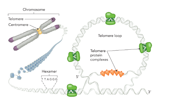 <p>a specialized region of heterochromatin located at the end of chromosomes; functions to maintain the length of chromosomes after replication; composed of short, repetitive DNA sequences with a high G content (5’-TTAGGG-3’) that forms loops to help protect the end of the chromosome from degradation; several protein complexes stabilize the loop structure </p>