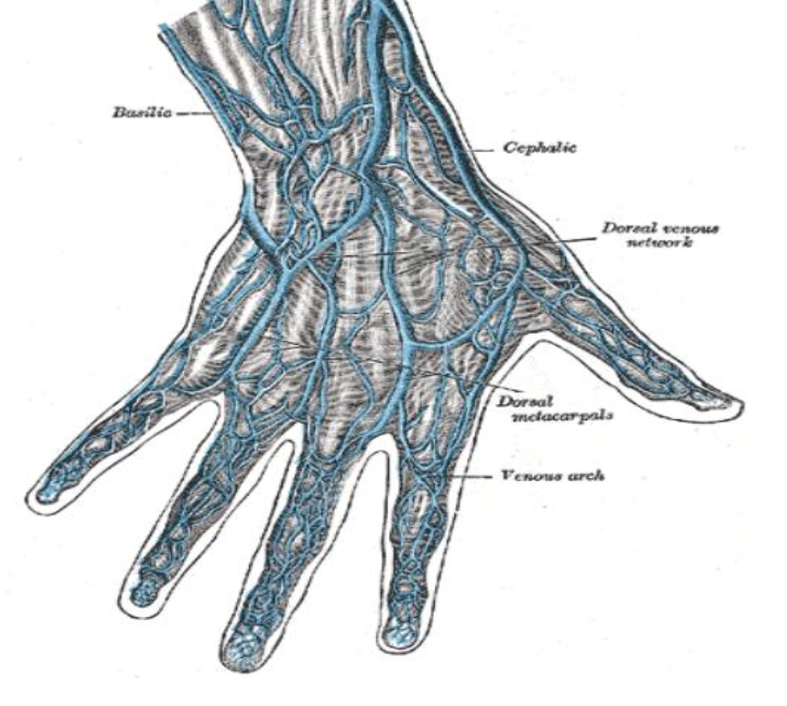 <p> dorsal Digital </p>
