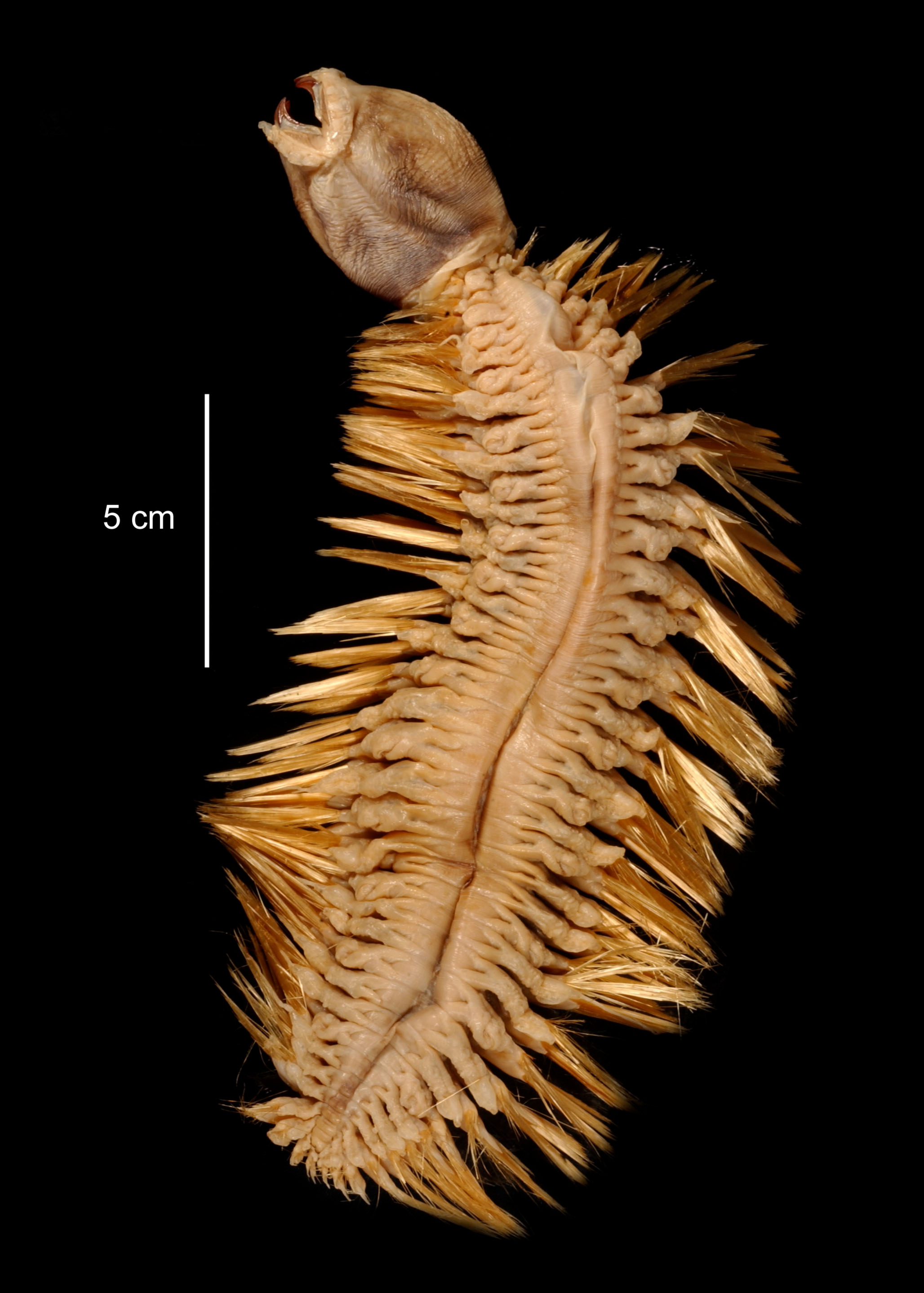 <p>this annelid has flattened bodies covered with broad scales, some can get up to 20cm, and all are carnivores</p>